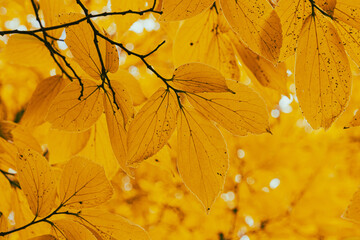 黄色に紅葉した木の葉