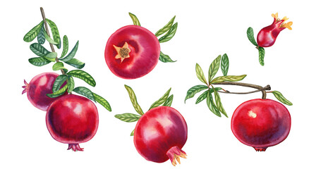 Pomegranate fruit on branches watercolor illustration set. Clipart botanical realistically drawn elements for any design. Hand drawn tropical red fruits.