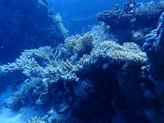 Naklejka na ściany i meble Coral Reef in Egypt