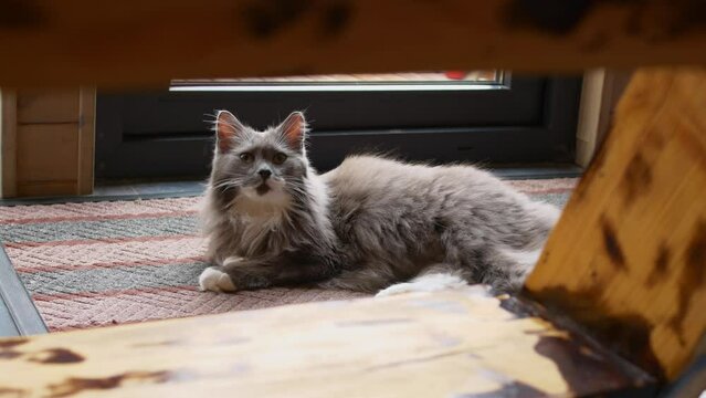 A fluffy gray cat lies on a carpet at the entrance to a cozy wooden house. The camera is watching the cat, which is staring into it. The life of cute fluffy pets with their owners in the house.