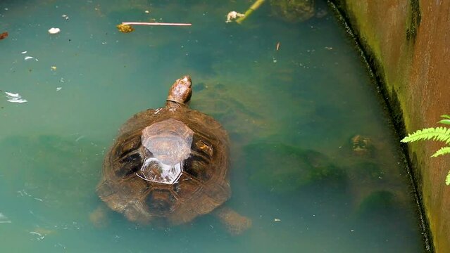 Malaysian giant turtle or Bornean river turtle swimming in the pool