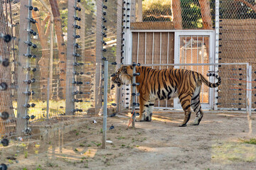 Beautiful tiger spotted the target
