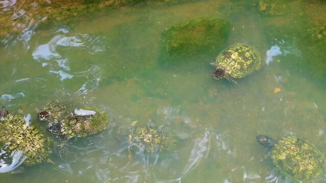 Malaysian giant turtle or Bornean river turtle swimming in the pool