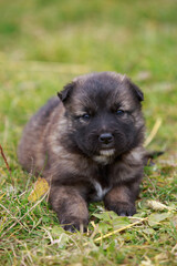 Puppy breed Alabai