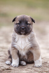 Puppy breed Alabai