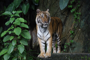 Close up Indochinese tiger is beautiful animal and dangerous