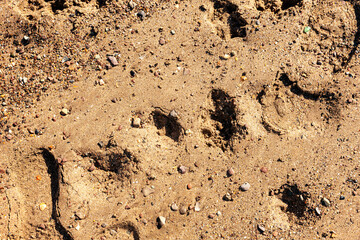 Fototapeta na wymiar sand with fingerprints on the beach for background