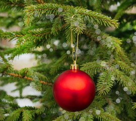 A red ball hangs on a green Christmas tree in the forest. New Year and Christmas concept