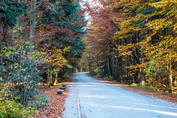 The trail leading to Łysa Góra (Święty Krzyż, Świętokrzyskie Mountains). Autumn forest. Fir...