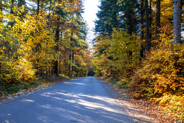 Szlak prowadzący na Łysą Górę (Święty Krzyż). Jesienny las. Puszcza jodłowa - obrazy, fototapety, plakaty