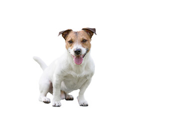 Full length portrait of Jack Russell Terrier dog isolated on white background