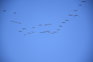 A flock of cranes returns from the south