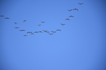 A flock of cranes returns from the south
