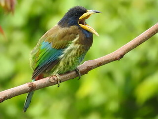 Great Barbet Bird