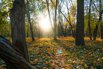 Autumn forest. Sunny day. The rays of the sun break through the trees. Walk outdoors. Unity with nature