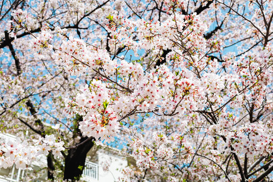 桜のある風景