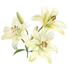 White lily flowers, vector illustration.