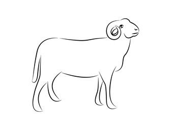 Line drawing of sheep. Vector illustration of sheep for logos at various events.