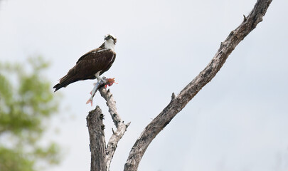 Beautiful Osprey (Pandion haliaetus) with a fish
