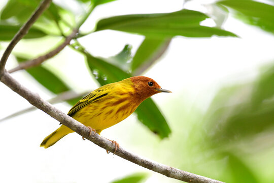 View Of A Mangrove Yellow Warbler (Setophaga Petechia)