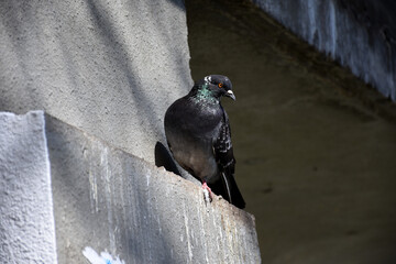 Attentive dove sitting under the bridge