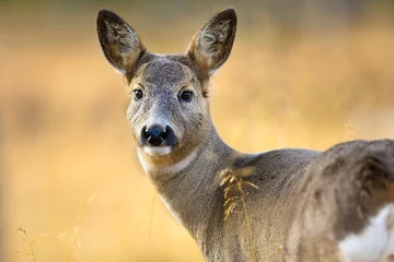  Close-up of one roe deer looking for enemies in the forest at fall © kjekol