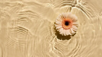 Sunflower flowers, gerbera petals flowers on water surface and of waves on yellow, beige background. Sun and shadows. Water with reflections sunlight and shadows in slow motion. Valentines day. FullHD - Powered by Adobe