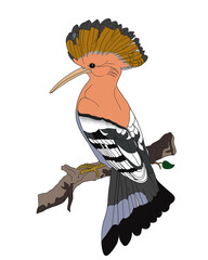 Upupa epops, but it is commonly known as the hoopoe, is characterized by being a diurnal, solitary, territorial and migratory bird. It is one of the most popular bird species in the Iberian Peninsula. © AlexDante