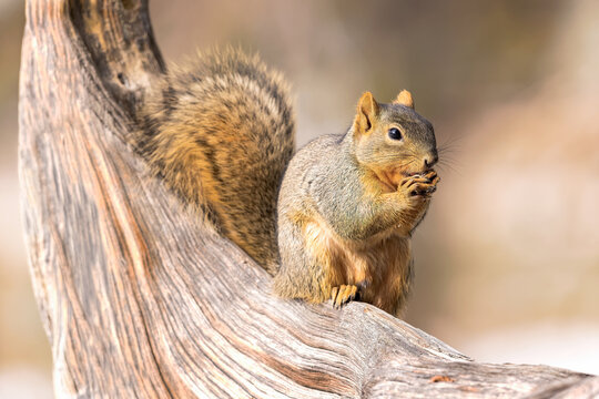 A fox squirrel enjoys a snack on a weathered log.