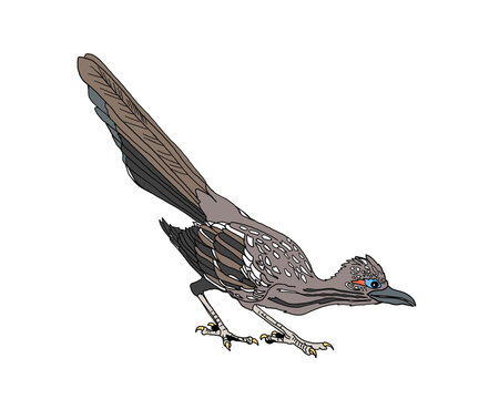 The Great Roadrunner (Geococcyx Californianus) Is A Species Of Bird In The Cuculidae Family Distributed In The Northern States Of Mexico And The Southern United States. Bird Related To The Cuckoo, But