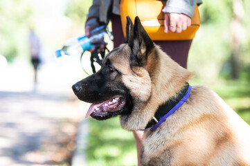 portrait of shepherd