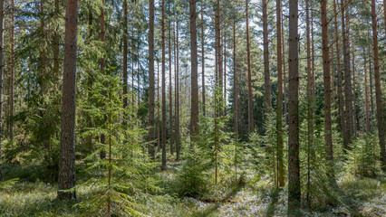 Fototapeta na wymiar Pine tree forest landscape. Forest therapy and stress relief