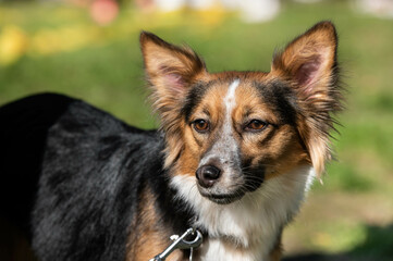 portrait of a shepherd