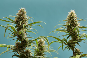 Close-up of a marijuana buds flower isolated on a light blue background. Cannabis can help manage chronic pain, nausea, and vomiting resulting from chemotherapy treatment. Medical and business concept