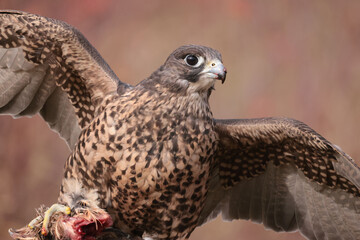 Gryfalcon/Perrigrine falcon cross being trained for falconry in late fall in Northern Ontario