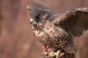 Gryfalcon/Perrigrine falcon cross being trained for falconry in late fall in Northern Ontario