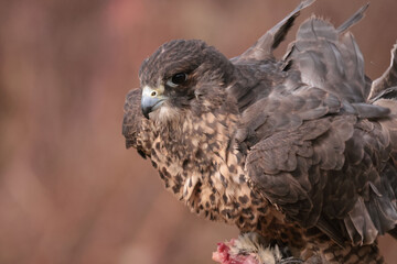 Gryfalcon/Perrigrine falcon cross being trained for falconry in late fall in Northern Ontario