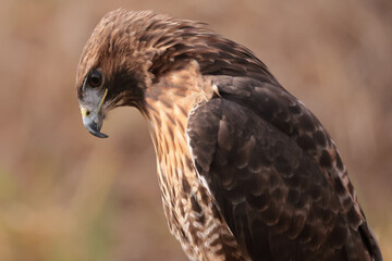 Red Tailed Hawk closeup on beautiful fall afternoon with forest in background