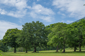 Fototapeta na wymiar 笹ヶ峰高原の草原に生える大きな木と雄大な空(7月)