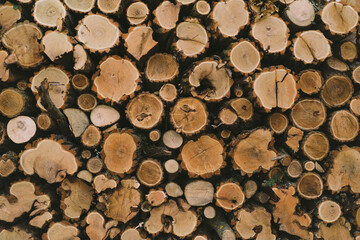 Wooden logs with a forest. Tree trunks cut and stacked. Many trees