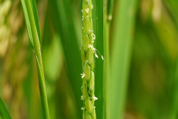 Rice with natural background. Rice is still green, young, not yet contained and not ready for harvest.