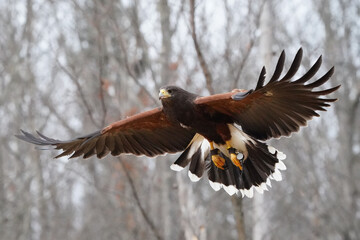 Harris Hawk flying demonstration in Northern Ontario