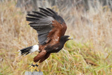 Harris Hawk flying demonstration in Northern Ontario