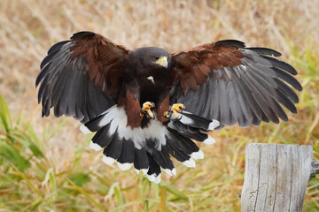 Harris Hawk doing flight demonstrations at Falconry experience in late fall in Northern Ontario