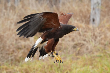 Harris Hawk doing flight demonstrations at Falconry experience in late fall in Northern Ontario