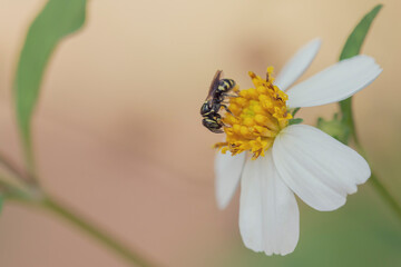 Beautiful spring nature background with bee and flowers in forest. Beautiful wildlife in nature.
