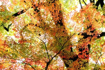 京都世界文化遺産の1つ「上賀茂神社（かみがもじんじゃ）」，絶景，秋，紅葉，名庭・文化財，京都，お寺, 風景, 旅行, 建築, 自然, 木,	