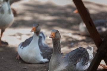 Obraz premium PATO GRIS EN CAMPO