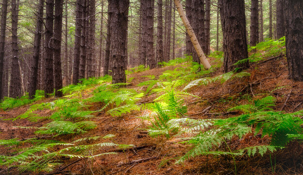 La natura lungo i pendii del vulcano Etna, Sicilia