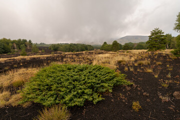 La natura lungo i pendii del vulcano Etna, Sicilia